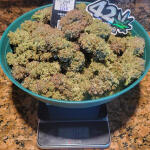 ztrawberriez-auto-fem-fastbuds.jpg