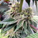 blackberry-moonrocks-fem-alphafem-seeds.jpg