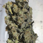 blue-sunset-sherbert-fem-barneys-farm.jpg