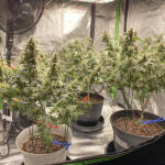 blueberry-muffin-fem-humboldt-seed-company.jpg