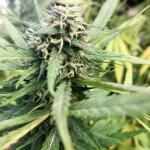 jack-herer-fem-seedkeepers.jpg