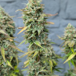 purple-punch-og-xl-auto-fem-sweet-seeds.jpg