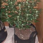 sticky-sherbert-gg-fem-seedkeepers.jpg