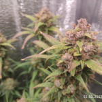 -speed-auto-fem-sweet-seeds.jpg
