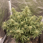 g14-auto-fem-fastbuds.jpg