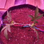 jungle-breath-fem-7ch-american.jpg