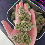 lemon-cherry-gelato-auto-r3-fem-ethos-genetics.jpg