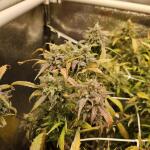 lemon-cherry-gelato-auto-r3-fem-ethos-genetics.jpg