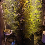 haze-1-fem-nirvana-seeds.jpg