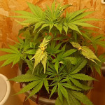 super-lemon-haze-auto-fem-ghs.jpg