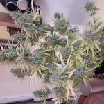 super-lemon-haze-fem-ghs.jpg