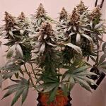 caramelo-early-version-fem-delicious-seeds.jpg