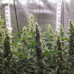 gelato-auto-fem-Semyanich.jpg
