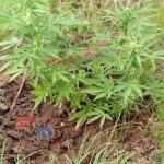 special-tangie-auto-fem-Semyanich.jpg