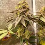 blackberry-moonrocks-fem-alphafem-seeds.jpg