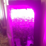 white-widow-original-auto-sumo-seeds.jpeg