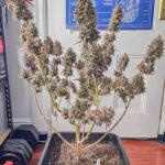 apple-betty-fem-herbies-seeds.jpg