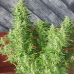 auto-american-pie-fem-pyramid-seeds.jpg