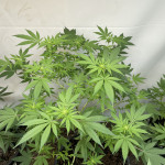 cookies-purple-punch-fem-medical-seeds.jpeg