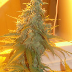 afghan-kush-ryder-auto-world-of-seeds.JPG