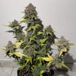 purple-punch-og-xl-auto-fem-sweet-seeds.jpg
