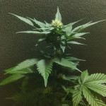 flash-babylon-auto-samsara-seeds.jpg