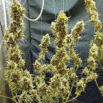 mimosa-cake-auto-fem-fastbuds.jpg