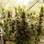 motor-breath-fem-7ch-american.jpg