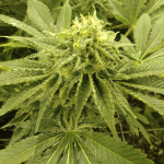 blue-kush-berry-paradise-seeds.jpg