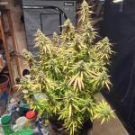 medusa-f1-auto-fem-rqs.jpg