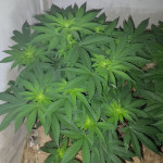 northern-lights-fem-00-seeds.jpg