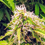 gorilla-glue-auto-fem-barneys-farm.jpg