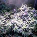 green-crack-20-fem-humboldt-seed-organization.jpg