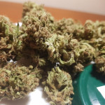jet-fuel-mandarine-xl-auto-fem-sweet-seeds.jpg