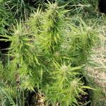 moonshine-cookies-auto-fem-7ch-american.jpg