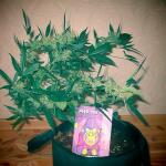 sexy-cinderella-auto-fem-Semyanich.jpg