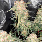 speedy-skunk-auto-fem-Semyanich.jpg
