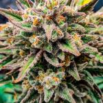 zup-auto-fem-fastbuds.jpg