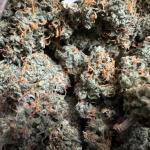 critical-kush-auto-critical-rapido-auto-fem-barneys-farm.jpg