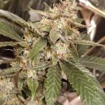 lemon-cherry-cookies-auto-fem-fastbuds.jpg