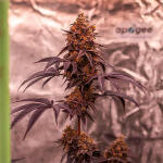 lemon-cherry-runtz-fem-fastbuds.jpg