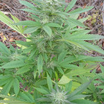 white-widow-fem-victory-seeds.jpg