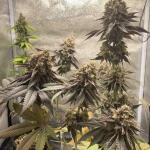 blackberry-moonrocks-fem-alphafem-seeds.jpg