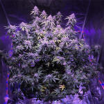blueberry-muffin-fem-humboldt-seed-company.jpg