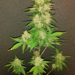 flash-babylon-auto-samsara-seeds.jpg
