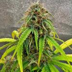 whiskey-zulu-auto-fem-7ch-american.jpg