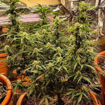 zkittlez-auto-fem-Semyanich.jpg