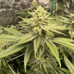 apple-betty-fem-herbies-seeds.jpg