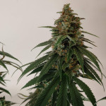 gorilla-cookies-ff-fem-fastbuds.jpg