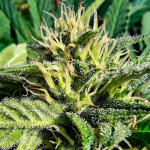 gorilla-cookies-ff-fem-fastbuds.jpg